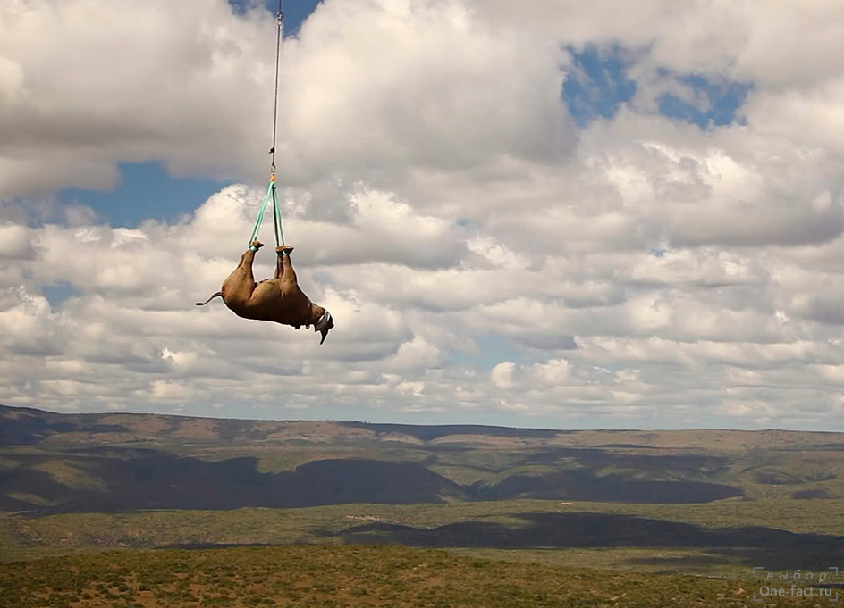 Черного носорога эвакуируют на военном вертолете из местности, где много браконьеров в малонаселенные области ЮАР. Операция WWF (Всемирного фонда дикой природы).